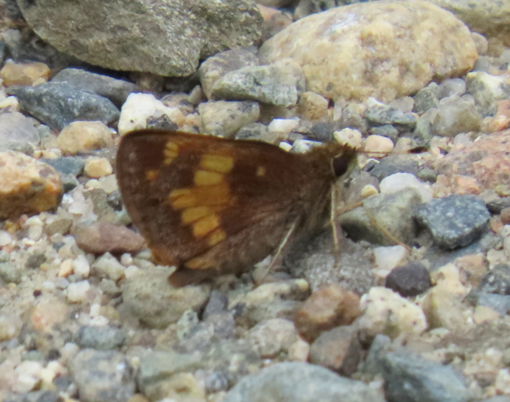 Hobomok Skipper