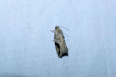 Proteoteras crescentana