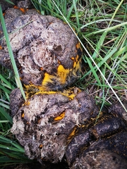 Pilobolus lentiger lentiger