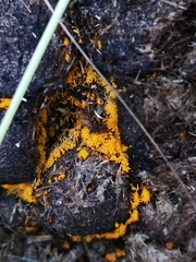 Pilobolus lentiger lentiger