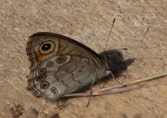 Lasiommata schakra