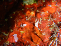 Facelina rubrovittata