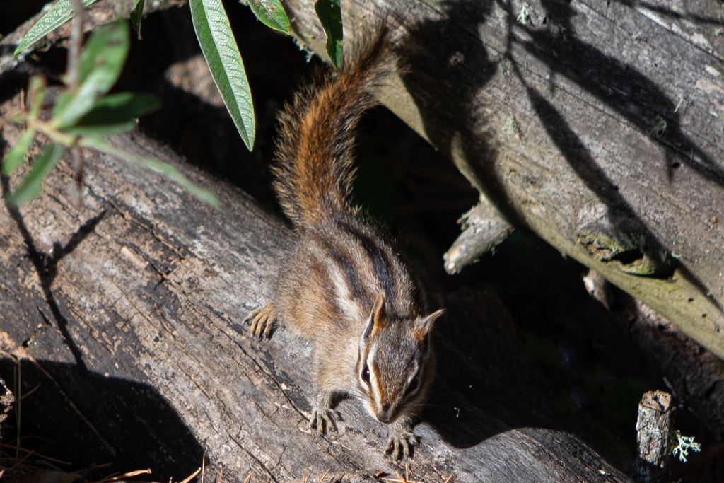 Sierra del Carmen Chipmunk