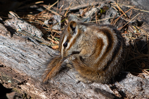 Sierra del Carmen Chipmunk