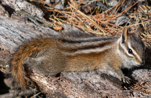 Sierra del Carmen Chipmunk