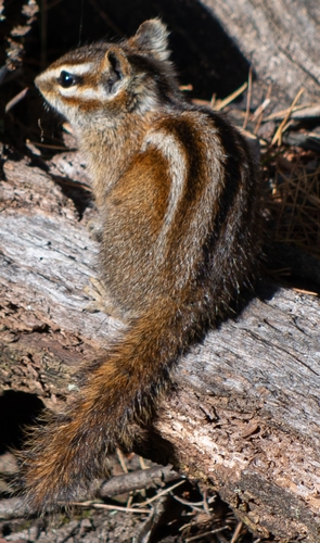 Sierra del Carmen Chipmunk