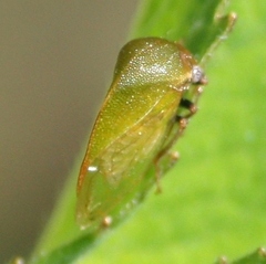 Stictocephala lutea