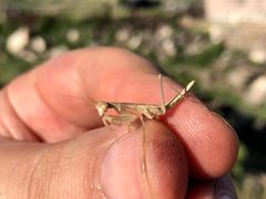 Bolivaria brachyptera