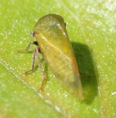 Stictocephala lutea