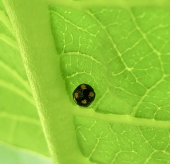 Brachiacantha ursina