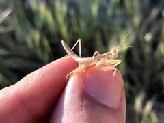 Bolivaria brachyptera