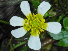 Ranunculus penicillatus