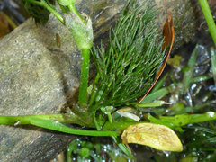 Ranunculus penicillatus