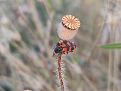 Trichodes leucopsideus