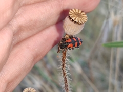 Trichodes leucopsideus