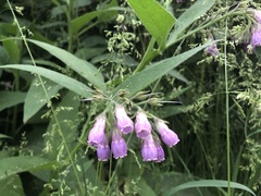 Symphytum × uplandicum