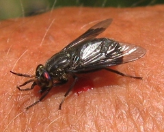 Chrysops niger