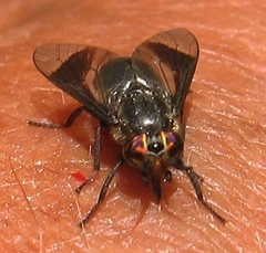 Chrysops niger