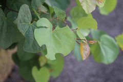 Cercis siliquastrum