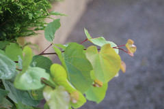 Cercis siliquastrum