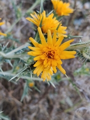 Scolymus hispanicus