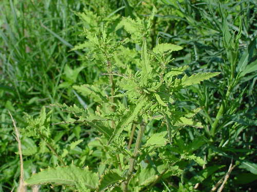 Mexican tea (Chenopodium ambrosioides)