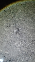 Austropotamobius pallipes