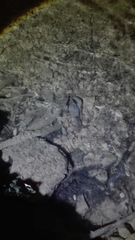 Austropotamobius pallipes