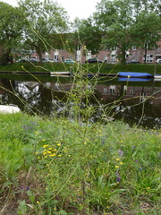 Sisymbrium officinale