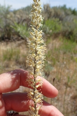 Thelypodium crispum