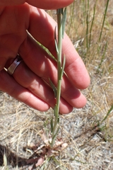 Thelypodium crispum
