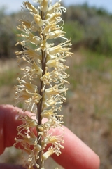 Thelypodium crispum