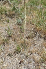 Thelypodium crispum