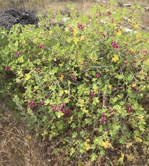 Malva assurgentiflora glabra
