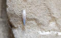 Papillifera papillaris affinis