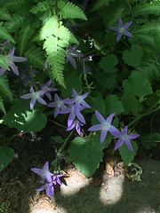 Campanula