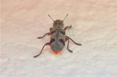 Enoclerus viduus