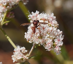 Physocephala burgessi