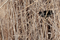 Gallinula chloropus