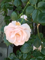 Rosa