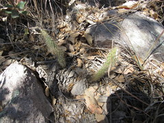 Cylindropuntia thurberi
