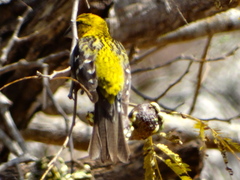 Pheucticus chrysopeplus