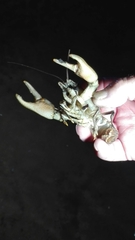 Austropotamobius pallipes