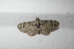 Chloroclystis guttifera