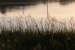 Acrocephalus arundinaceus