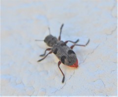Enoclerus viduus