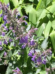 Salvia