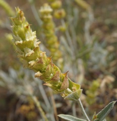 Sideritis
