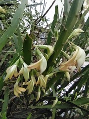 Carmichaelia williamsii