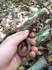 Carphophis amoenus amoenus